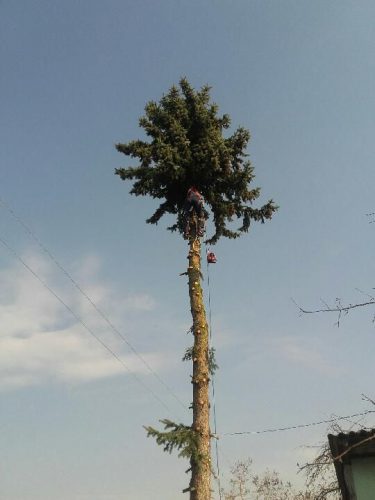 Avarinių medžių pjovimas-genėjimas.