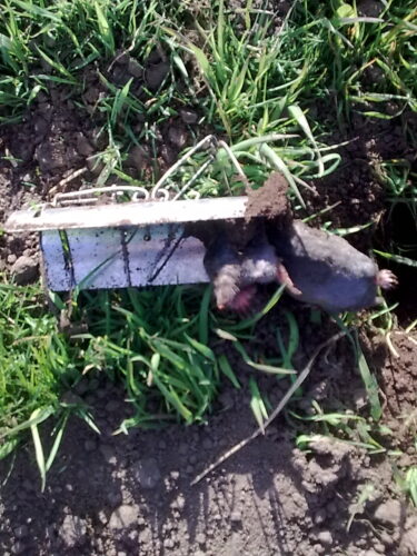 Kurmių gaudymas, kurmių naikinimas